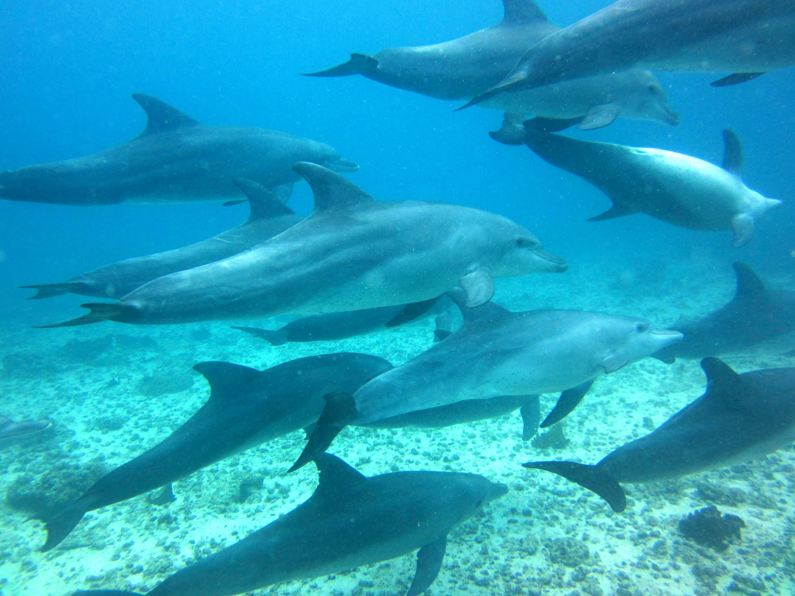 Lees meer over het artikel Dolfijn Gedragsonderzoeksproject