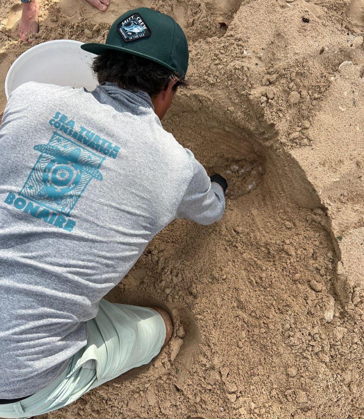 Lees meer over het artikel NGO Sea Turtle Conservation Bonaire