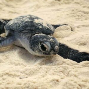 Adopt a Turtle by donating