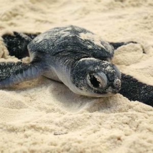 baby turtle in the sand