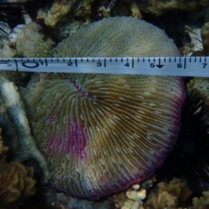measuring corals