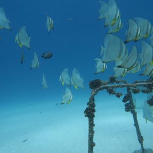 protect the coral fish