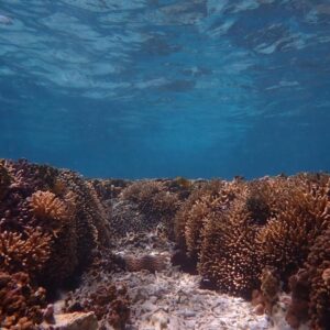 saving corals