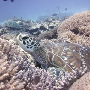 saving turtles project