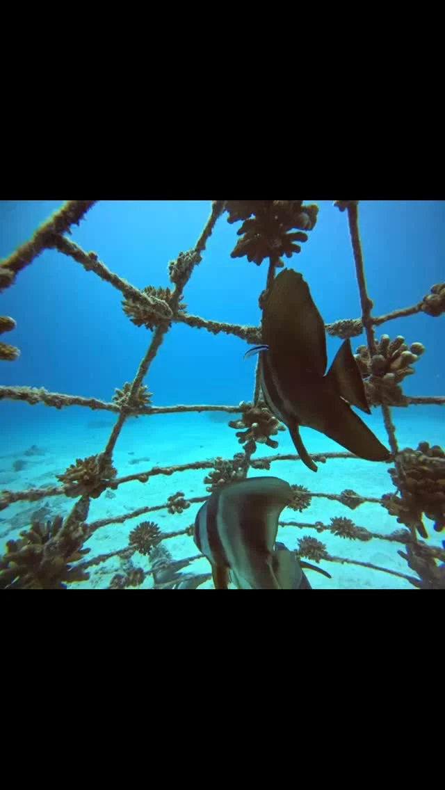 Grateful for our collaboration with @lindabaharizanzibar 🌊
Side by side, we’re bringing the reef back to life, one coral at a time. What was once damaged is slowly turning into a thriving ecosystem again, and that’s something we’re truly proud of 💙🐠

#coralrestoration #oceanconservation #savethereefs #marineconservation #oceanlove