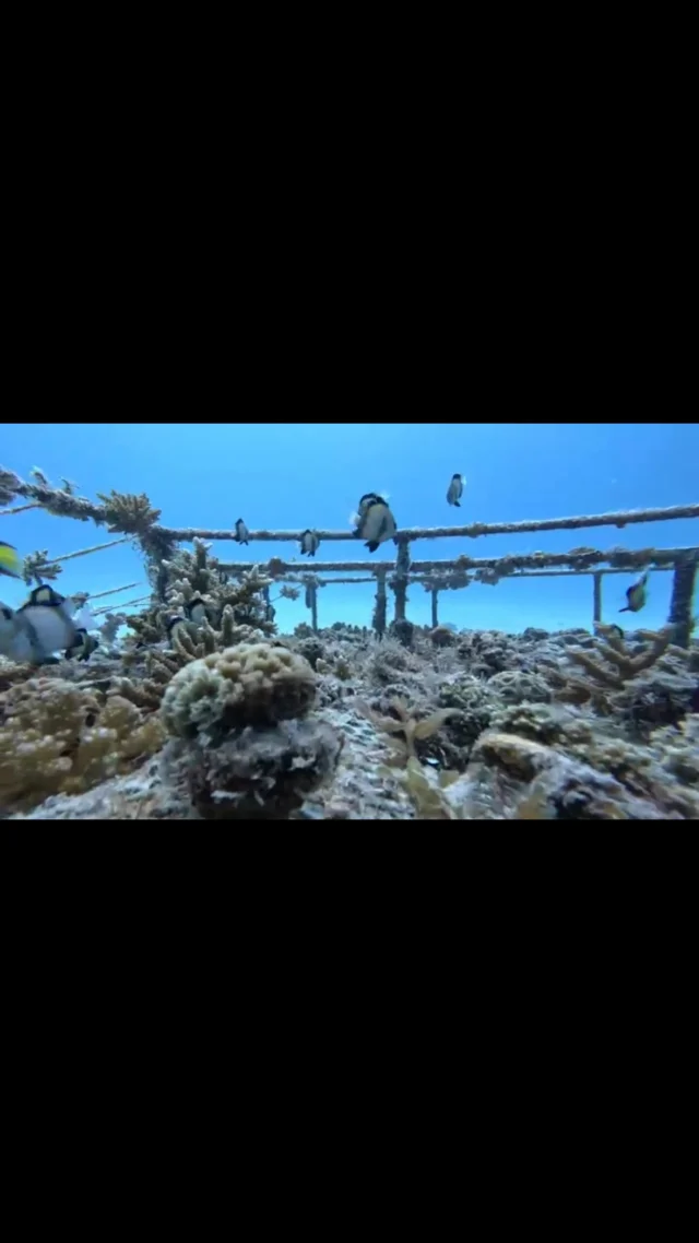 Our coral nurseries 🪸🐠

Coral may look like rock, but it’s a living ecosystem that supports thousands of ocean creatures. Through coral restoration, scientists and conservationists are helping reefs recover and bringing life back beneath the waves.

Want to make a difference? 💙

You can support our coral restoration project via the link in our bio 🔗

By supporting our coral restoration project, you’re helping us rebuild reefs and protect the marine life that depends on them. Every contribution, big or small, makes an impact. 🪸🦑

#marineconservation #coralrestoration #thelivingocean #zanzibar