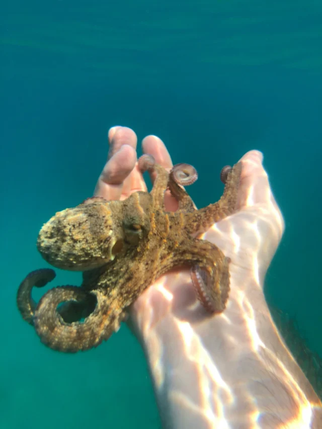 DID YOU KNOW? 🐙

An octopus has three hearts and blue blood.

Two hearts pump blood to the gills, while the third pumps blood to the rest of the body. Even more fascinating? When an octopus swims, its main heart temporarily stops beating, making swimming incredibly energy-intensive. That’s why octopuses usually prefer crawling along the seafloor.

Their blue blood contains copper instead of iron. This comes from hemocyanin, a copper-based protein that transports oxygen through their bodies and helps many octopus species survive in challenging marine environments.

Nature’s engineering is nothing short of incredible. Every marine species has evolved extraordinary adaptations. The more we understand them, the more we realize how important it is to protect the oceans they call home. 💙

#didyouknow #oceanfacts #octopus #marinelife #oceanconservation